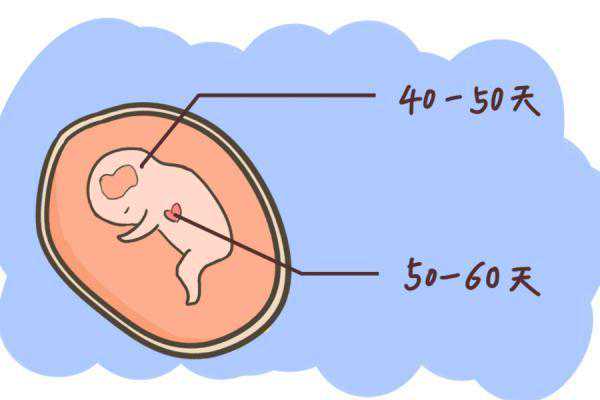 胎心胎芽会在孕几周出现？若在这周前，不用担心，胎儿发育很正常